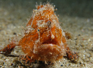 An orange Striated Frog Fish.  About two inches long.  Cr... by Juan Torres 